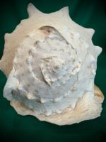 Глубоководная раковина гигантской Шишаки