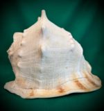 Глубоководная раковина гигантской Шишаки